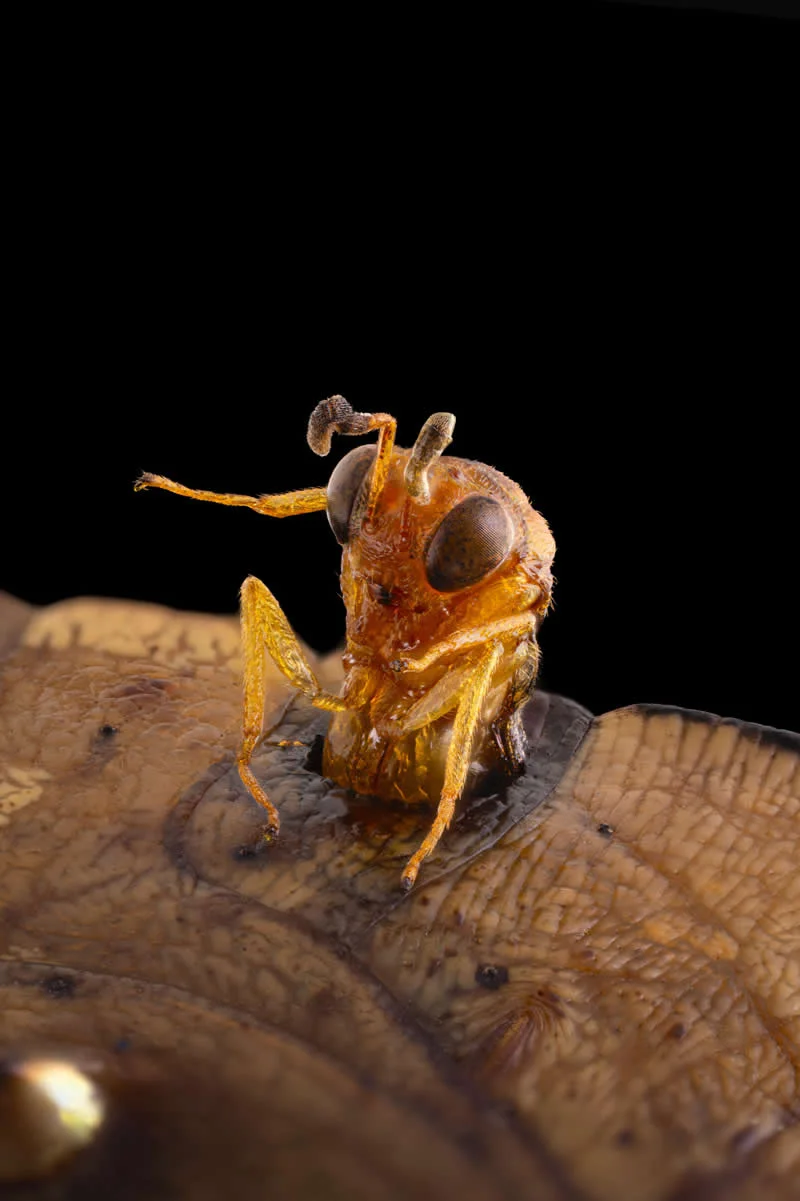 42 nagrađene fotografije s Nikonovog natjecanja u fotomikrografiji Small World otkrivaju skriveni svemir - 10