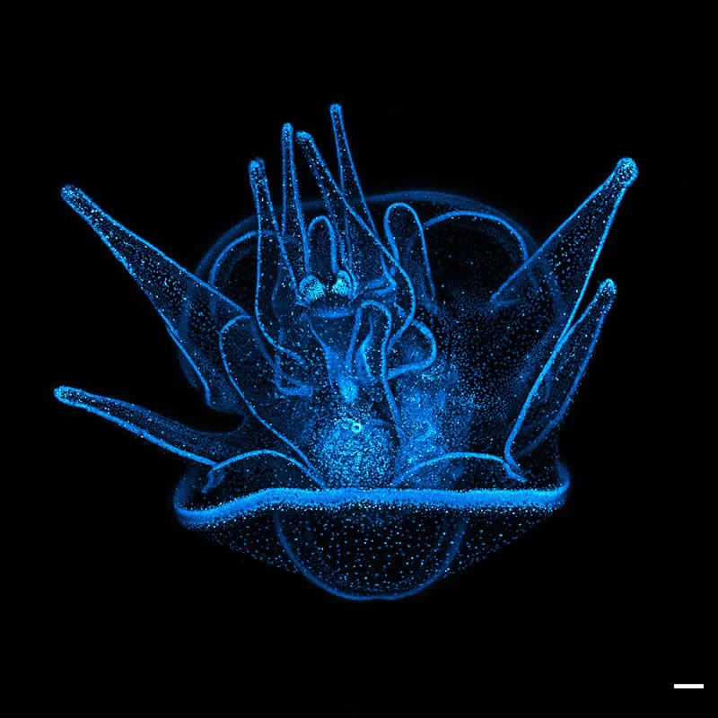 42 nagrađene fotografije s Nikonovog natjecanja u fotomikrografiji Small World otkrivaju skriveni svemir - 11