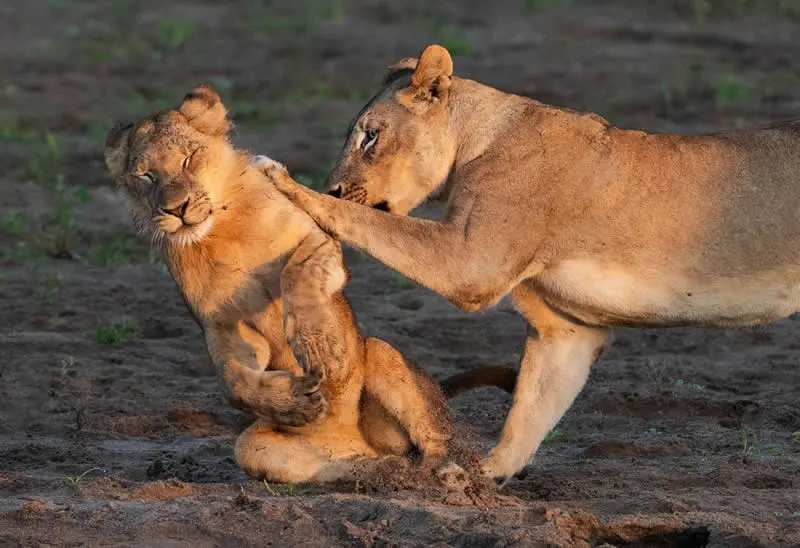Kada životinje ukradu predstavu: 40 urnebesnih finalista nagrade Comedy Wildlife Photography Awards 2026. - 3 Kada životinje ukradu predstavu: 40 urnebesnih finalista nagrade Comedy Wildlife Photography Awards 2026. - 3