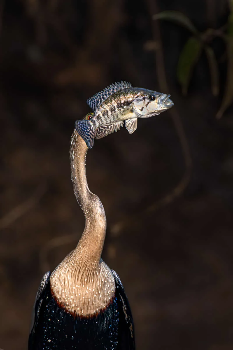 Kada životinje ukradu predstavu: 40 urnebesnih finalista nagrade Comedy Wildlife Photography Awards 2026. - 13 Kada životinje ukradu predstavu: 40 urnebesnih finalista nagrade Comedy Wildlife Photography Awards 2026. - 13