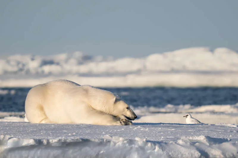 Kada životinje ukradu predstavu: 40 urnebesnih finalista nagrade Comedy Wildlife Photography Awards 2026. - 14 Kada životinje ukradu predstavu: 40 urnebesnih finalista nagrade Comedy Wildlife Photography Awards 2026. - 14