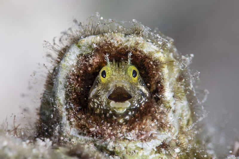 Kada životinje ukradu predstavu: 40 urnebesnih finalista nagrade Comedy Wildlife Photography Awards 2026. - 15 Kada životinje ukradu predstavu: 40 urnebesnih finalista nagrade Comedy Wildlife Photography Awards 2026. - 15