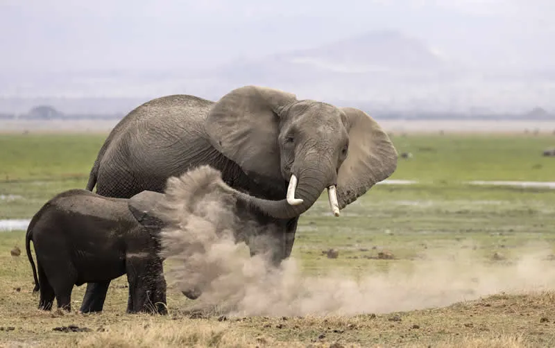 Kada životinje ukradu predstavu: 40 urnebesnih finalista nagrade Comedy Wildlife Photography Awards 2026. - 17 Kada životinje ukradu predstavu: 40 urnebesnih finalista nagrade Comedy Wildlife Photography Awards 2026. - 17