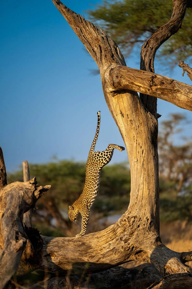 Kada životinje ukradu predstavu: 40 urnebesnih finalista nagrade Comedy Wildlife Photography Awards 2026. - 18 Kada životinje ukradu predstavu: 40 urnebesnih finalista nagrade Comedy Wildlife Photography Awards 2026. - 18
