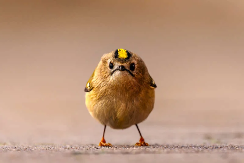 Kada životinje ukradu predstavu: 40 urnebesnih finalista nagrade Comedy Wildlife Photography Awards 2026. - 19 Kada životinje ukradu predstavu: 40 urnebesnih finalista nagrade Comedy Wildlife Photography Awards 2026. - 19
