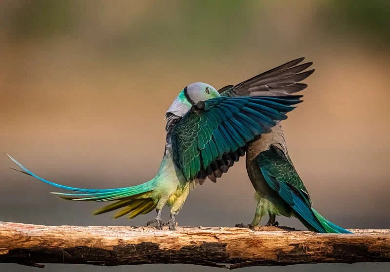 Kada životinje ukradu predstavu: 40 urnebesnih finalista nagrade Comedy Wildlife Photography Awards 2026. - 20 Kada životinje ukradu predstavu: 40 urnebesnih finalista nagrade Comedy Wildlife Photography Awards 2026. - 20