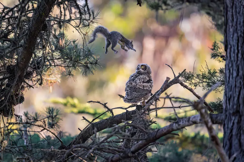 Kada životinje ukradu predstavu: 40 urnebesnih finalista nagrade Comedy Wildlife Photography Awards 2026. - 22 Kada životinje ukradu predstavu: 40 urnebesnih finalista nagrade Comedy Wildlife Photography Awards 2026. - 22