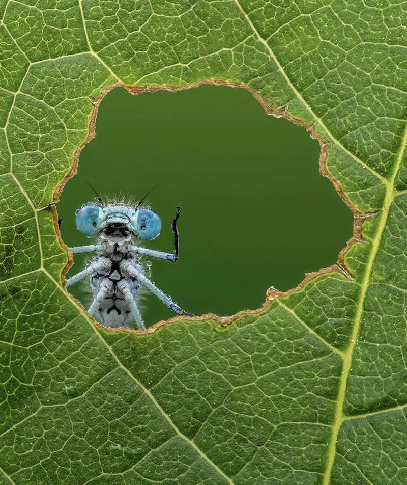 Kada životinje ukradu predstavu: 40 urnebesnih finalista nagrade Comedy Wildlife Photography Awards 2026. - 24 Kada životinje ukradu predstavu: 40 urnebesnih finalista nagrade Comedy Wildlife Photography Awards 2026. - 24