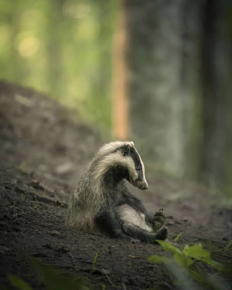 Kada životinje ukradu predstavu: 40 urnebesnih finalista nagrade Comedy Wildlife Photography Awards 2026. - 25 Kada životinje ukradu predstavu: 40 urnebesnih finalista nagrade Comedy Wildlife Photography Awards 2026. - 25