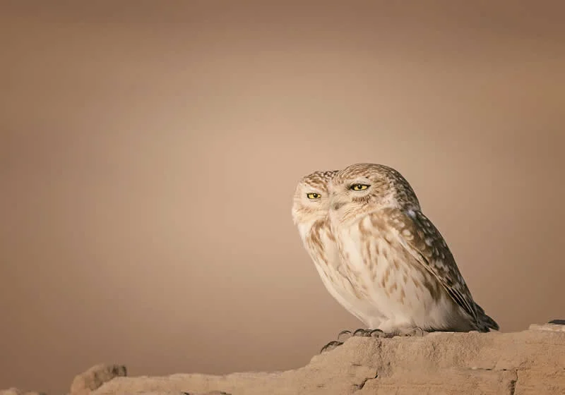 Kada životinje ukradu predstavu: 40 urnebesnih finalista nagrade Comedy Wildlife Photography Awards 2026. - 26 Kada životinje ukradu predstavu: 40 urnebesnih finalista nagrade Comedy Wildlife Photography Awards 2026. - 26