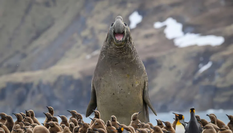 Kada životinje ukradu predstavu: 40 urnebesnih finalista nagrade Comedy Wildlife Photography Awards 2026. - 27 Kada životinje ukradu predstavu: 40 urnebesnih finalista nagrade Comedy Wildlife Photography Awards 2026. - 27