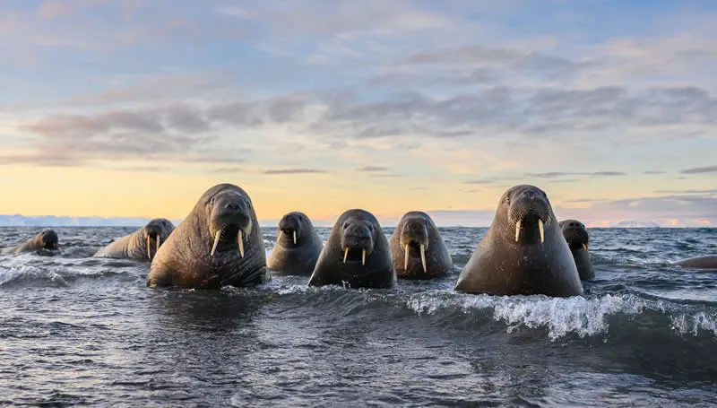 Kada životinje ukradu predstavu: 40 urnebesnih finalista nagrade Comedy Wildlife Photography Awards 2026. - 28 Kada životinje ukradu predstavu: 40 urnebesnih finalista nagrade Comedy Wildlife Photography Awards 2026. - 28