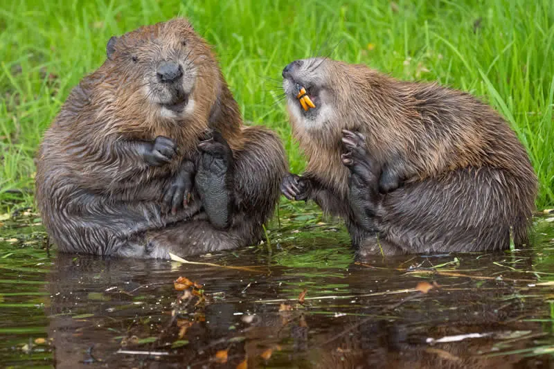 Kada životinje ukradu predstavu: 40 urnebesnih finalista nagrade Comedy Wildlife Photography Awards 2026. - 29 Kada životinje ukradu predstavu: 40 urnebesnih finalista nagrade Comedy Wildlife Photography Awards 2026. - 29