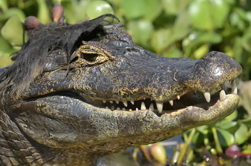 Kada životinje ukradu predstavu: 40 urnebesnih finalista nagrade Comedy Wildlife Photography Awards 2026. - 30 Kada životinje ukradu predstavu: 40 urnebesnih finalista nagrade Comedy Wildlife Photography Awards 2026. - 30