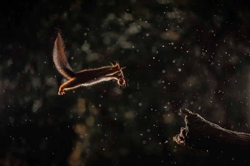 Kada životinje ukradu predstavu: 40 urnebesnih finalista nagrade Comedy Wildlife Photography Awards 2026. - 31 Kada životinje ukradu predstavu: 40 urnebesnih finalista nagrade Comedy Wildlife Photography Awards 2026. - 31