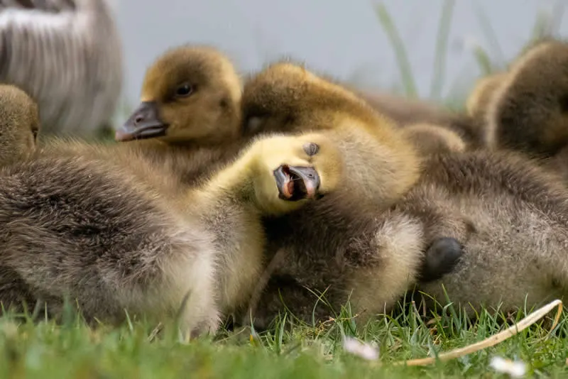 Kada životinje ukradu predstavu: 40 urnebesnih finalista nagrade Comedy Wildlife Photography Awards 2026. - 5 Kada životinje ukradu predstavu: 40 urnebesnih finalista nagrade Comedy Wildlife Photography Awards 2026. - 5