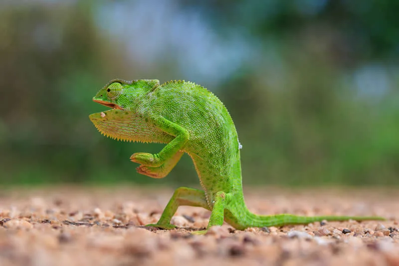 Kada životinje ukradu predstavu: 40 urnebesnih finalista nagrade Comedy Wildlife Photography Awards 2026. - 32 Kada životinje ukradu predstavu: 40 urnebesnih finalista nagrade Comedy Wildlife Photography Awards 2026. - 32