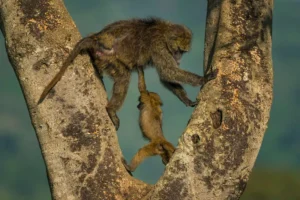 Kada životinje ukradu predstavu: 40 urnebesnih finalista nagrade Comedy Wildlife Photography Awards 2026.
