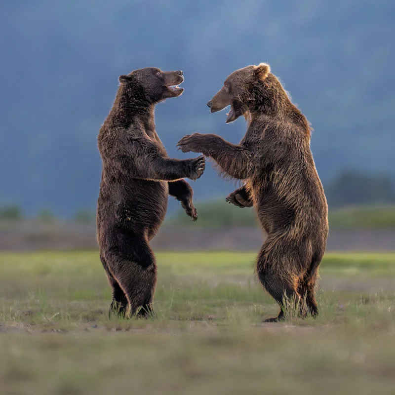 Kada životinje ukradu predstavu: 40 urnebesnih finalista nagrade Comedy Wildlife Photography Awards 2026. - 6 Kada životinje ukradu predstavu: 40 urnebesnih finalista nagrade Comedy Wildlife Photography Awards 2026. - 6
