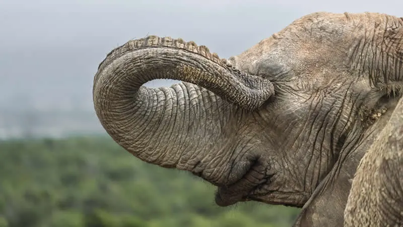 Kada životinje ukradu predstavu: 40 urnebesnih finalista nagrade Comedy Wildlife Photography Awards 2026. - 7 Kada životinje ukradu predstavu: 40 urnebesnih finalista nagrade Comedy Wildlife Photography Awards 2026. - 7