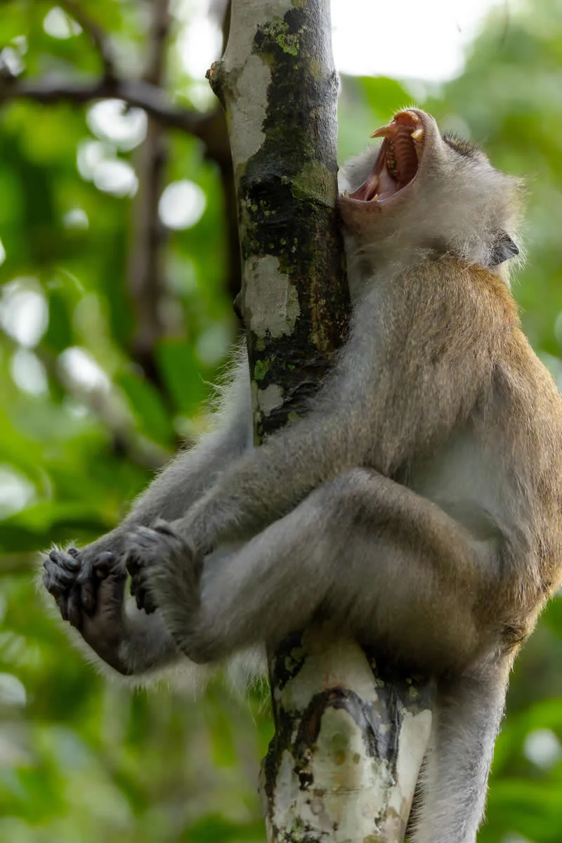 Kada životinje ukradu predstavu: 40 urnebesnih finalista nagrade Comedy Wildlife Photography Awards 2026. - 8 Kada životinje ukradu predstavu: 40 urnebesnih finalista nagrade Comedy Wildlife Photography Awards 2026. - 8