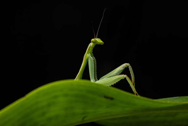 Kada životinje ukradu predstavu: 40 urnebesnih finalista nagrade Comedy Wildlife Photography Awards 2026. - 9 Kada životinje ukradu predstavu: 40 urnebesnih finalista nagrade Comedy Wildlife Photography Awards 2026. - 9