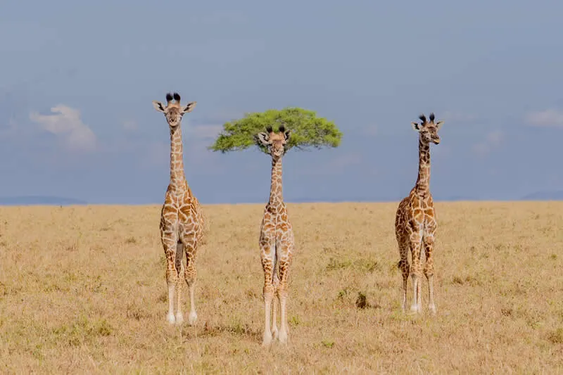 Kada životinje ukradu predstavu: 40 urnebesnih finalista nagrade Comedy Wildlife Photography Awards 2026. - 10 Kada životinje ukradu predstavu: 40 urnebesnih finalista nagrade Comedy Wildlife Photography Awards 2026. - 10