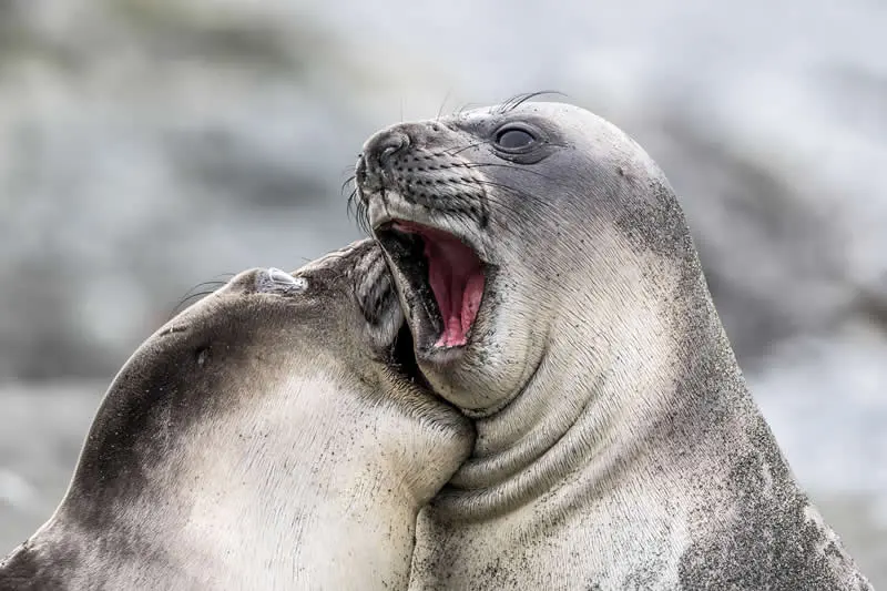 Kada životinje ukradu predstavu: 40 urnebesnih finalista nagrade Comedy Wildlife Photography Awards 2026. - 11 Kada životinje ukradu predstavu: 40 urnebesnih finalista nagrade Comedy Wildlife Photography Awards 2026. - 11