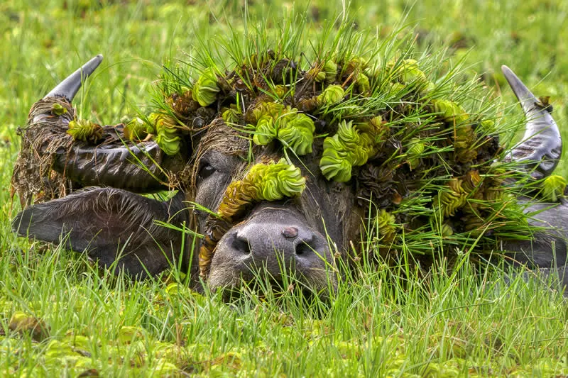 Kada životinje ukradu predstavu: 40 urnebesnih finalista nagrade Comedy Wildlife Photography Awards 2026. - 2 Kada životinje ukradu predstavu: 40 urnebesnih finalista nagrade Comedy Wildlife Photography Awards 2026. - 2