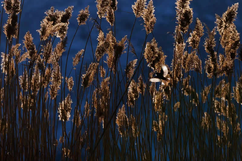 Moćna fotografija polarnog medvjeda osvaja nagradu OurNature za fotografiju okoliša 2026. - 13