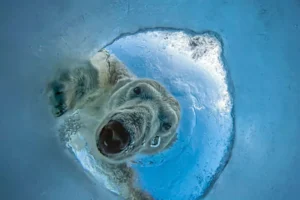 Moćna fotografija polarnog medvjeda osvaja nagradu OurNature za fotografiju okoliša 2026.