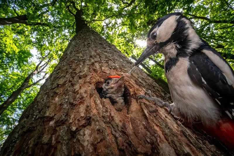 Moćna fotografija polarnog medvjeda osvaja nagradu OurNature za fotografiju okoliša 2026. - 5