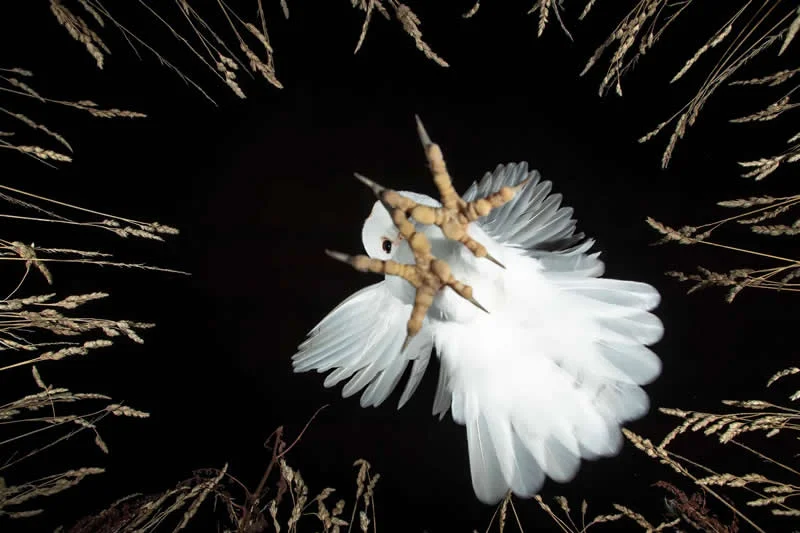 Moćna fotografija polarnog medvjeda osvaja nagradu OurNature za fotografiju okoliša 2026. - 6