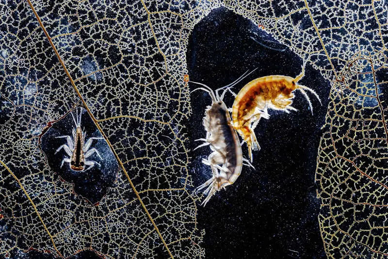 Moćna fotografija polarnog medvjeda osvaja nagradu OurNature za fotografiju okoliša 2026. - 2