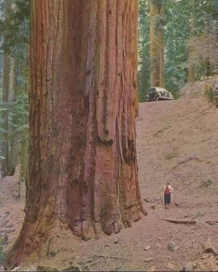Povratak boja: 45 rijetkih arhivskih fotografija koje pokazuju kako je izgledao život prije 30-100 godina - 13