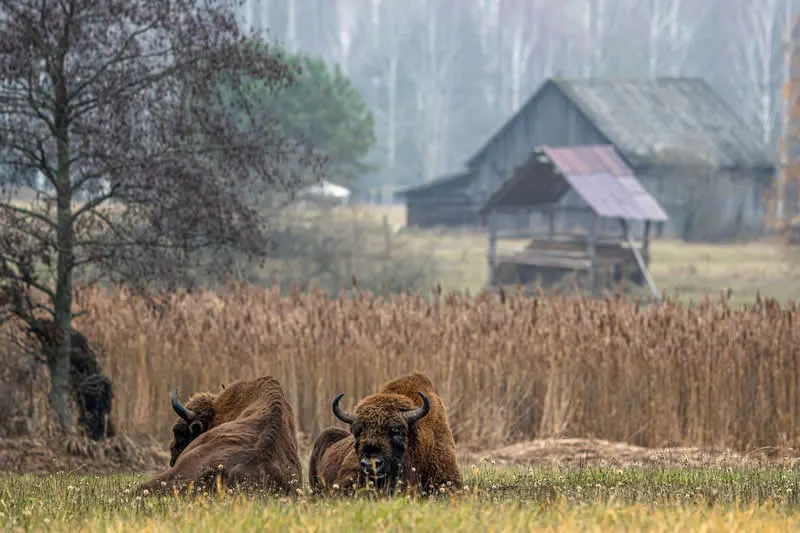 Skrivena čuda prirode: 34 nagrađene fotografije s GDT Europskih nagrada za fotografiju divljači 2026. - 34